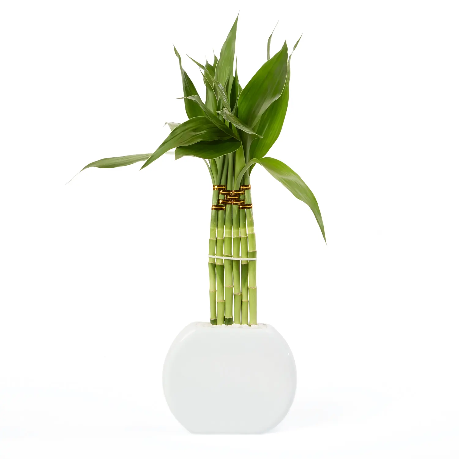Dracena Lua Planta Natural Timlog